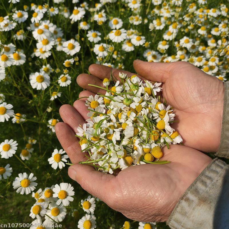 Fiori di camomilla essiccati 1 - Chamomile Tea recensione e prezzo